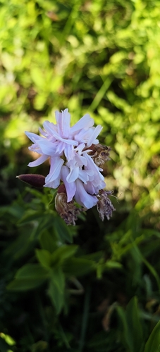 common soapwort