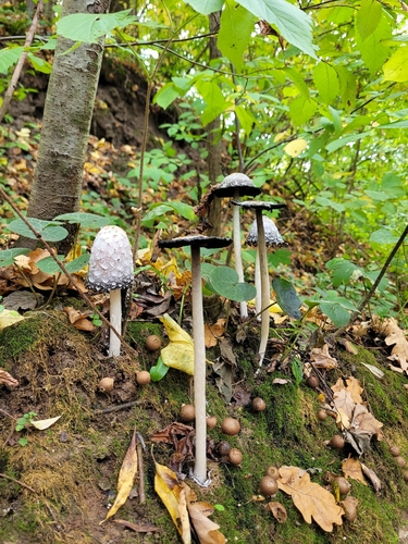 Shaggy Mane