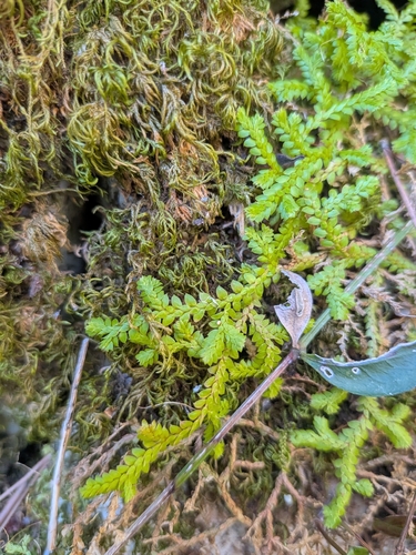 Mediterranean clubmoss