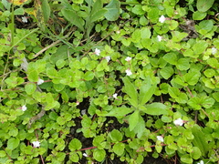 Diclis rotundifolia