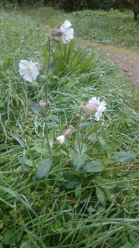 white campion