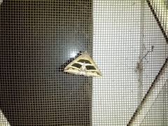 Grammodes bifasciata