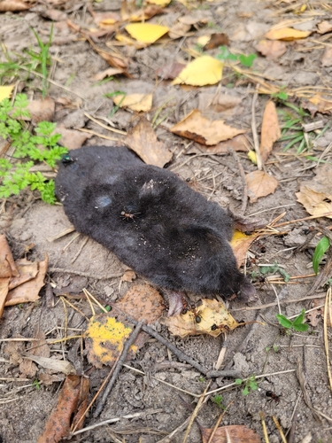 European Mole