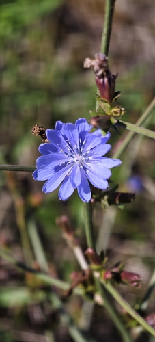 chicory