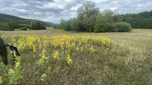 common milkweed