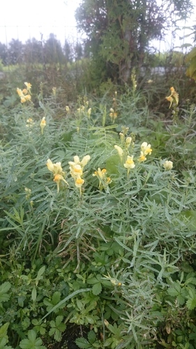common toadflax