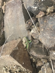 Lacerta agilis