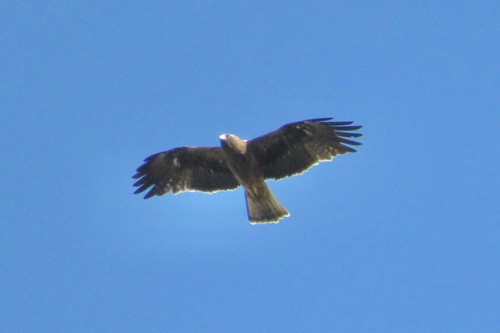 Booted Eagle