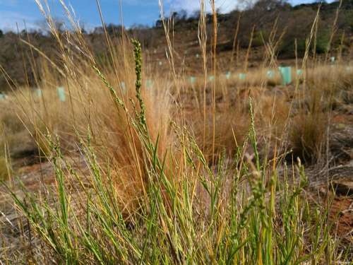 Image of Setaria constricta by (c) Chris Lindorff, some rights reserved (CC BY)