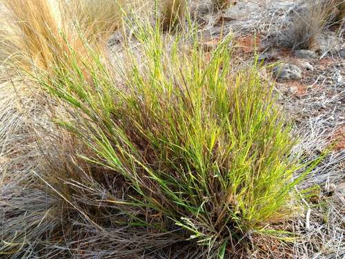 Image of Setaria constricta by (c) Chris Lindorff, some rights reserved (CC BY)