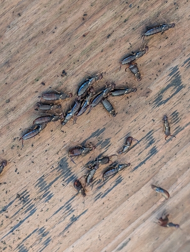 European Earwig