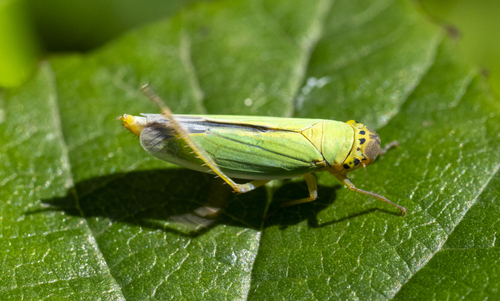 Green Leafhopper