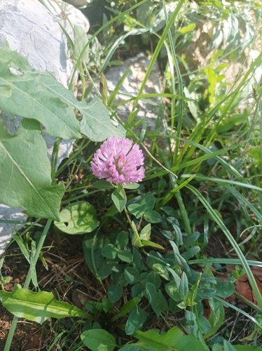 Red Clover