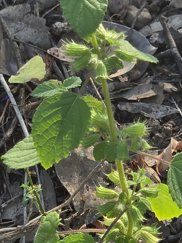 Wide Spikenard
