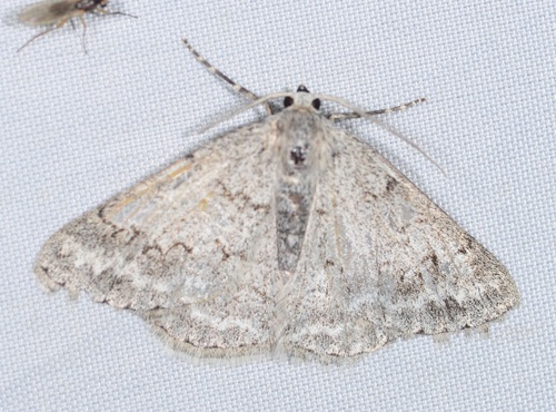 Jersey Emerald
