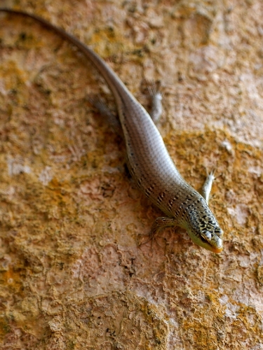 Dasia olivacea observed 2026-09-06
