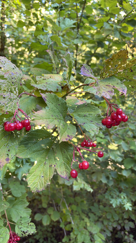 guelder-rose