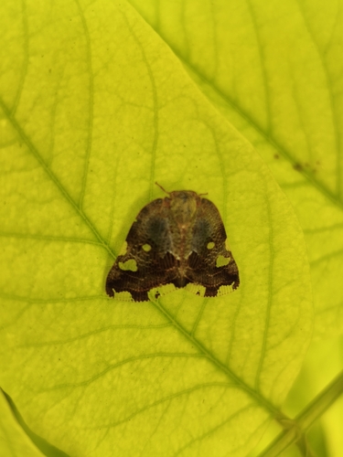 Black planthopper