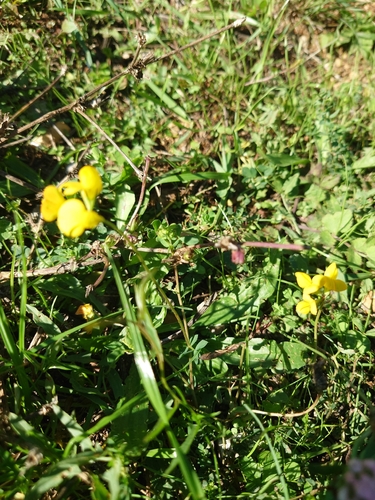 bird's-foot trefoil