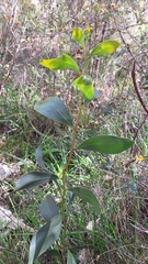 Acacia pycnantha, photograph author not stated, no rights reserved