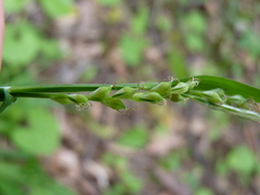 Carex laxiflora