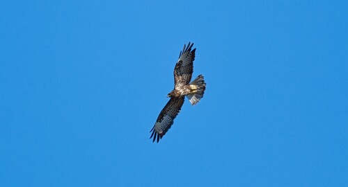 Common Buzzard