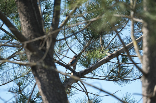 Eurasian Jay