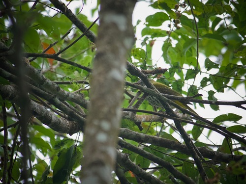 Ventriloquial Oriole