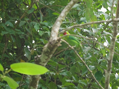 Red-throated Barbet