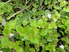 Diclis rotundifolia