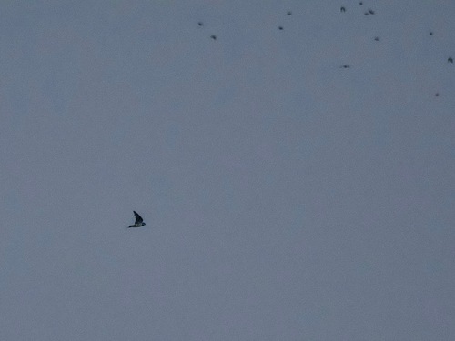 Barn Swallow
