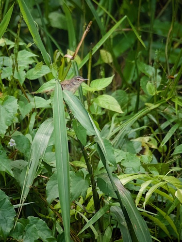 Yellow-bellied Prinia