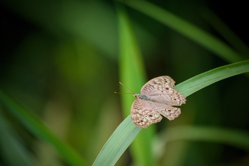 Grey Pansy