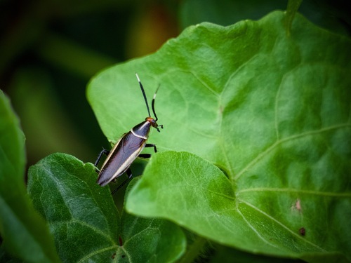 Hemithyrsocera histrio
