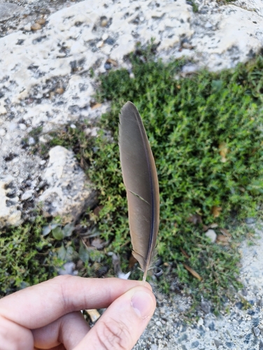Plume de Râle des genêts