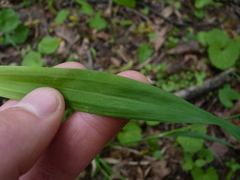 Carex laxiflora