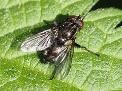 Rhinomorinia sarcophagina