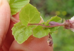 Diclis rotundifolia