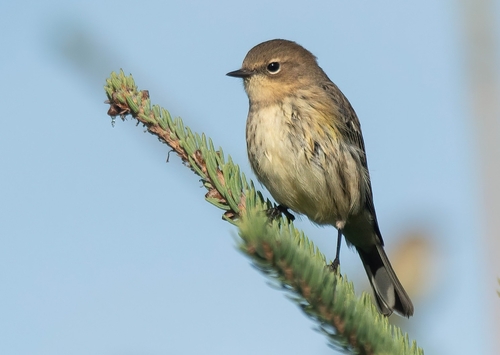 Yellow-rumped Warbler