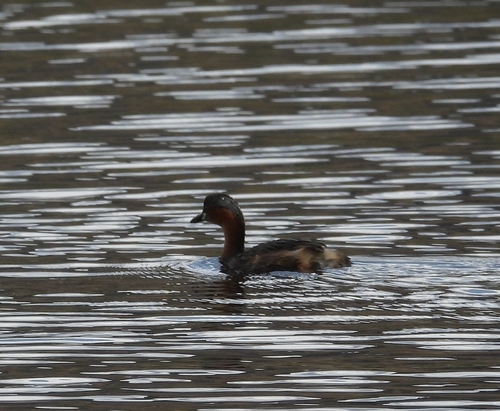 Little Grebe
