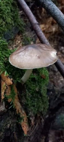 Deer Mushroom