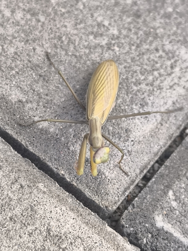 European Mantis
