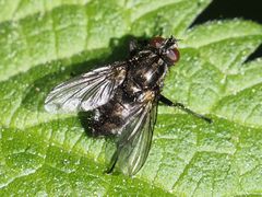 Rhinomorinia sarcophagina