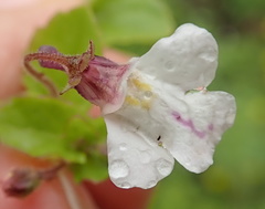 Diclis rotundifolia