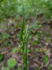 Carex laxiflora