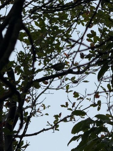 Green-backed Tit