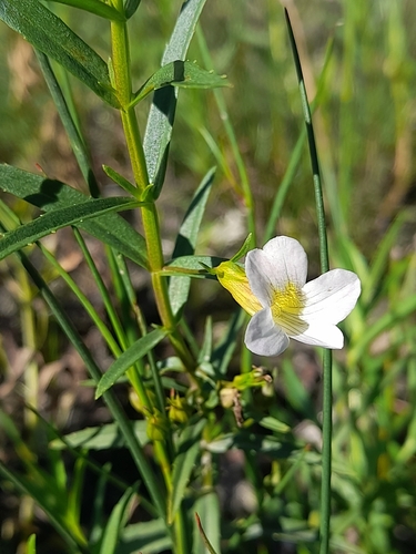 Gratiola officinalis, photograph 2