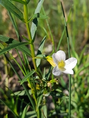 Gratiola officinalis, photograph (c) Flavien Saboureau, some rights reserved (CC BY)