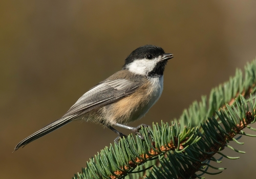Black-capped Chickadee