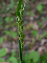 Carex laxiflora
